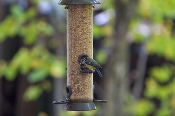 Bird feeder in the woods in fall / wintertime 