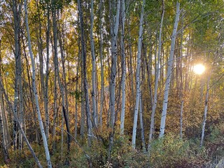 Obraz premium Sunlight Through Trees