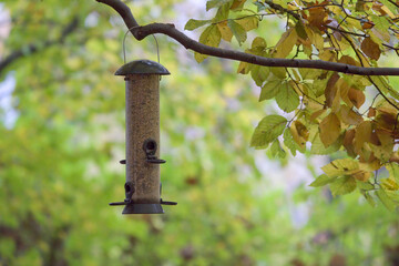 Bird feeder in the woods in fall / wintertime 