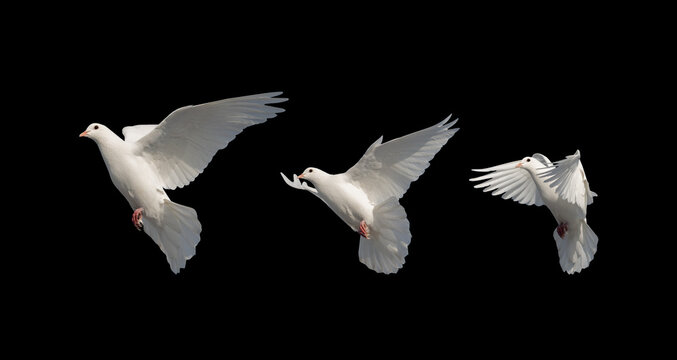 white doves in flight isolated on black background