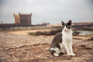 Portrait of a beautiful gray and white cat in the harbor of Essaouira. Morocco