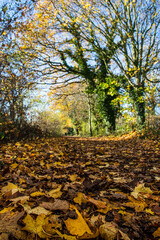 Golden leaves line the Wirral Way