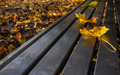 Fallen leaves on a bench