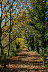 Fototapeta na wymiar The Wirral Way in autumn