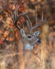 White-tailed Deer