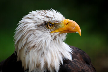 Obraz premium american bald eagle