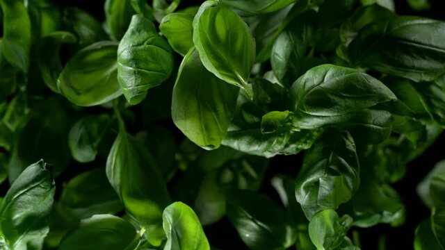 Fresh green basil leaves explosion on a black background. Filmed on high speed cinematic camera at 1000 fps.