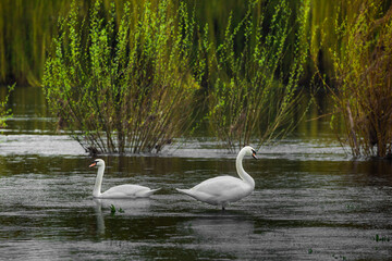 swans on the lake