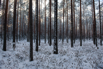 Frosty day. Snow-covered pine trunks