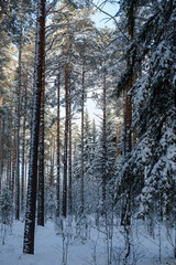 Frosty day. Snow-covered pine trunks