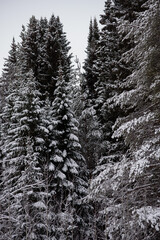 Snow covered dark forest.