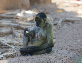 mother and baby monkey 