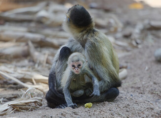 baby monkey with his mother