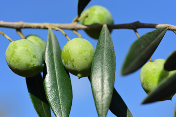 Close up of green, ripe olives hanging on the branch of an olive tree against a blue sky