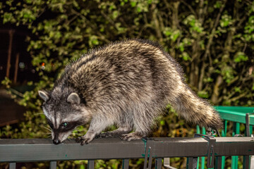 Raccoon Sniffing