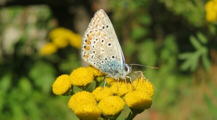 Panoramic view of beautiful butterfly on yellow tansy flowers, closeup