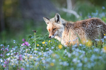 Renard