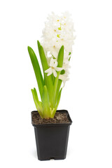 First spring white hyacinth flower in a pot isolated on a white background. Easter holidays. Garden decoration, landscaping. Floral floristic arrangement. Flat lay, top view