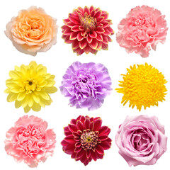 Fototapeta na wymiar Flowers head collection of beautiful daisy, carnation, rose, chrysanthemum, dahlia isolated on white background. Card. Easter. Spring time set. Flat lay, top view