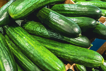 Juicy fresh cucumbers. Selling juicy green vegetables in supermarket. Ingredient for making vegan food.