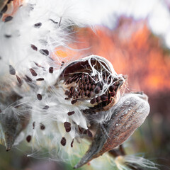 Milkweed seeds flying out in the wind, close-up macrophotography. Autumn nature background for reproduction, weed control, and gardening with space for texts and design.
