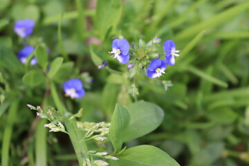 blue flower on grass ( Veronica Chemaedrys )