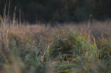 Yellowed field grass, fallen by wind and rain in the warm rays of golden time.
