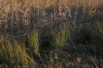 Yellowed field grass, fallen by wind and rain in the warm rays of golden time.