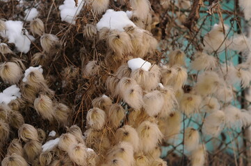 Dry cotton seeds on a blurred background in places covered with snow. Dead cotton pod.