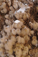 Dry cotton seeds on a blurred background in places covered with snow. Dead cotton pod.
