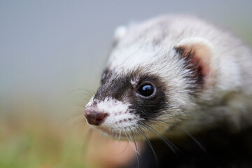 Cute ferret portrait in the park    