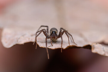 Lycosidae Wolfsspinne auf Blatt frontal Portrait