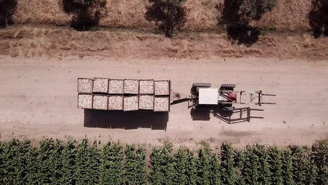 A tractor-trailer loaded with fresh picked garlic crosses the agriculture field.