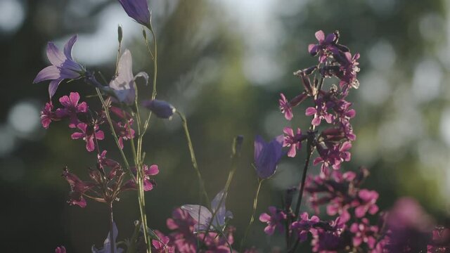 Purple flowers in macro photography. Clip. Purple small flowers with thin petals and trees behind.