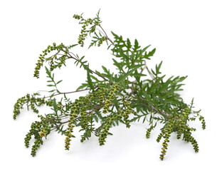 Flower and leaves of ambrosia.