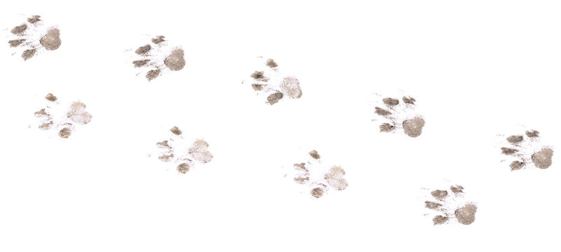 Dog footprints on a white background.