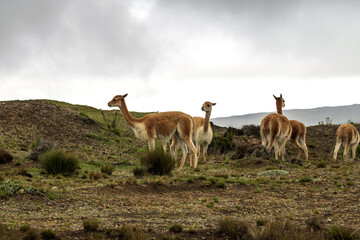 Vicuña del paramo de Ecuador, familia de vicuñas alimentándose en las faldas del  volcán Chimborazo  - obrazy, fototapety, plakaty