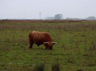 Scottisch Cattle
