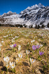 spring flowering at the foot of the Castellaccio peak in the Adamello Park, Ponte di Legno, Lombardy, Italy