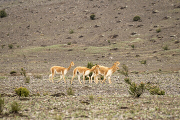 Naklejka na ściany i meble Vicuña del paramo de Ecuador, familia de vicuñas alimentándose en las faldas del volcán Chimborazo 