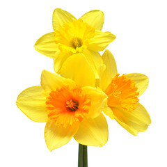 Bouquet of yellow daffodils flowers isolated on white background. Flat lay, top view