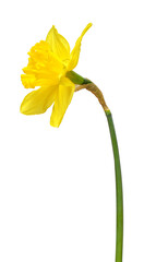 Naklejka na ściany i meble Yellow daffodil flower isolated on white background. Flat lay, top view