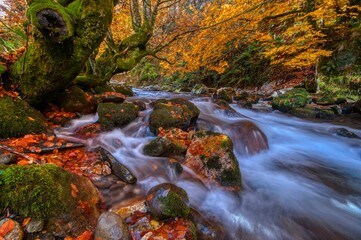 Fototapeta na wymiar Redes forest in Asturias, Spain. Autumn scenery