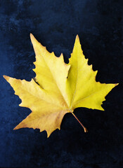 Autumn leaf on black background