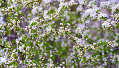 Cherry branch with beautiful background