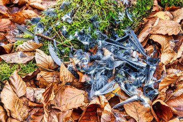 Scattered bird feathers in a deciduous forest on autumn leaves.