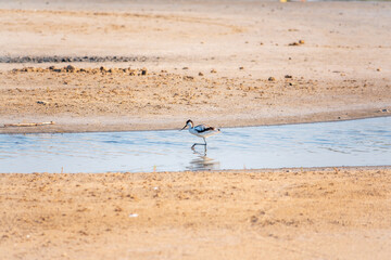The pied avocet, Recurvirostra avosetta, is a large black and white wader with long, upturned beak