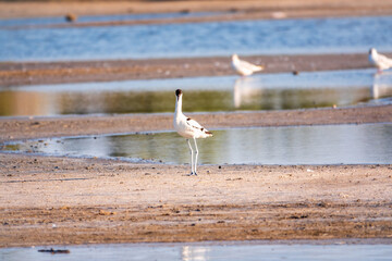The pied avocet, Recurvirostra avosetta, is a large black and white wader with long, upturned beak