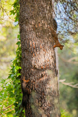 Fototapeta premium squirrels on a pine log