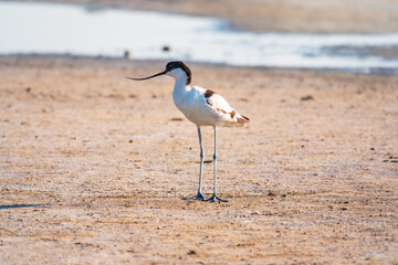 The pied avocet, Recurvirostra avosetta, is a large black and white wader with long, upturned beak